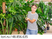 Girl inspects leaf of palm monstera houseplant in store for amateur gardeners. Стоковое фото, фотограф Яков Филимонов / Фотобанк Лори