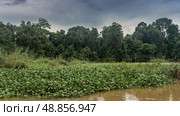 Tropical jungles of Borneo. There are thickets of water hyacinth and green grass on the riverbank. Rain forest trees against the sky and clouds. Malaysia. Kinabatangan River Nature Reserve. Стоковое фото, фотограф Вера Ивановна Кубарева / Фотобанк Лори