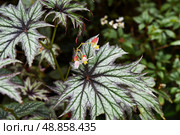 Begonia solimutata with green textured leaves and small pink flowers, a tropical flowering plant native to northern Brazil, grown for decoration. Стоковое фото, фотограф Татьяна Терехина / Фотобанк Лори