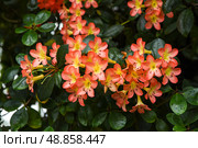 Tropical Vireya rhododendrons blooming in a lush garden, native to southeastern Asia, belonging to the Ericaceae family. Стоковое фото, фотограф Татьяна Терехина / Фотобанк Лори