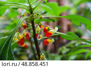 Closeup of colorful Impatiens niamniamensis flowers with red and yellow petals surrounded by lush green leaves in a tropical Singapore garden. Стоковое фото, фотограф Татьяна Терехина / Фотобанк Лори