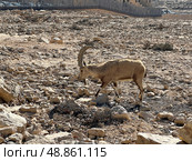 Wild Nubian ibex (Capra nubiana) Стоковое фото, фотограф Irina Opachevsky / Фотобанк Лори