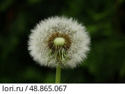 Fluffy texture of a white dandelion flower close-up. The concept of fragility. spring time. Стоковое фото, фотограф Есич Елена / Фотобанк Лори