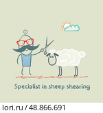 Specialist sheep shearing. Стоковая иллюстрация, агентство Ingram Publishing / Фотобанк Лори