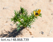 Blooming Adonis Summer (lat. - Adonis aestivalis) Стоковое фото, фотограф Irina Opachevsky / Фотобанк Лори