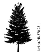 silhouette of european larch tree isolated on white background. Стоковое фото, агентство Ingram Publishing / Фотобанк Лори