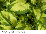 Picturesque natural background of variegated hosta leaves. Macrophotography. Стоковое фото, фотограф Роман Дзюбало / Фотобанк Лори