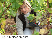 picking grapes. Стоковое фото, агентство Ingram Publishing / Фотобанк Лори