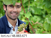 Man picking grapes. Стоковое фото, агентство Ingram Publishing / Фотобанк Лори