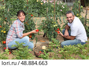 Couple picking tomatoes. Стоковое фото, агентство Ingram Publishing / Фотобанк Лори