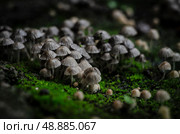 Грибочки. Стоковое фото, фотограф Илона Смольнякова / Фотобанк Лори