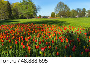 Saint Petersburg in Spring time. People stroll in beautiful city park on Elagin Island with bright spring flower beds with tulips and green lawns on sunny May day. Scenic cityscap. Natural floral background. Стоковое фото, фотограф Виктория Катьянова / Фотобанк Лори