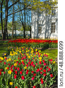 Saint Petersburg in Spring. Beautiful city park on Elagin Island is decorated with bright flowerbeds with red tulips and yellow daffodils on sunny May day. City landscaping. Natural floral background. Стоковое фото, фотограф Виктория Катьянова / Фотобанк Лори