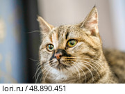 Expressive emotional muzzle of a young cat. Стоковое фото, фотограф Дмитрий Попов / Фотобанк Лори