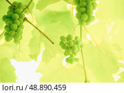 Bunches of green grapes among green foliage. Стоковое фото, фотограф Дмитрий Попов / Фотобанк Лори