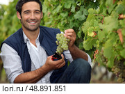 Harvesting the grapes. Стоковое фото, агентство Ingram Publishing / Фотобанк Лори