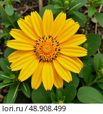 Golden heliopsis helianthoides flowers capture sunlight in a vibrant garden setting, surrounded by lush green leaves, creating a lively atmosphere filled with color and life Generative AI. Стоковое AI-изображение, AI-художник Юлия Петровская / Фотобанк Лори