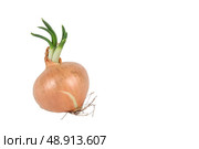 Shallot. Стоковое фото, агентство Ingram Publishing / Фотобанк Лори