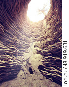 nora, braided tree roots and sun light. Стоковое фото, агентство Ingram Publishing / Фотобанк Лори