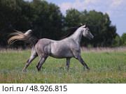 Dapple grey arabian race horse runs gallop in summer green meadow background. Серый в яблоках арабский конь скачет галопом на фоне летнего зеленого луга вечером. Стоковое фото, фотограф Михаил Кондрашов / Фотобанк Лори