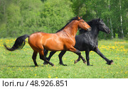 Pair beautiful bay and black racing horses running on the summer green meadow. Пара красивых спортивных скаковых лошадей бежит по траве на зеленом лугу летом. Стоковое фото, фотограф Михаил Кондрашов / Фотобанк Лори