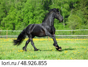 Beautiful black friesian horse runs gallop in the summer green meadow. Прекрасный черный конь фризской породы скачет галопом по летнему зеленому лугу. Стоковое фото, фотограф Михаил Кондрашов / Фотобанк Лори