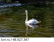 A Mute Swan Cygnet on Mothers Back travrl on river Liffey, Celbridge, Ireland. Стоковое фото, фотограф Татьяна Кахилл / Фотобанк Лори