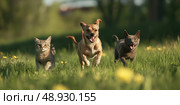Group of domestic animals running to camera in the grass in summer, outdoor. Puppy and kitten walking in park. Cats with dogs playing together in field. Furry friends two cats and dog run front view. Стоковое AI-изображение, AI-художник Марина Демидюк / Фотобанк Лори