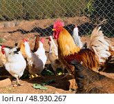 Rooster and hens in the hen house poultry. Стоковое фото, агентство Ingram Publishing / Фотобанк Лори