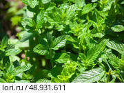 Peppermint (Mentha Piperita) in the summer garden. Стоковое фото, фотограф Светлана Брайман / Фотобанк Лори