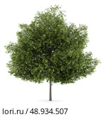 small-leaved lime tree isolated on white background. Стоковое фото, агентство Ingram Publishing / Фотобанк Лори