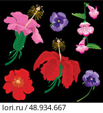 Set of Flowers bloom - hibiscus, violet, convolvulus - on black background. Стоковая иллюстрация, агентство Ingram Publishing / Фотобанк Лори