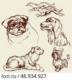 Set of Dogs - Labrador retriever, hound, pug, setter, lap-dog -  hand drawn illustration -sketch in vintage style. Стоковая иллюстрация, агентство Ingram Publishing / Фотобанк Лори