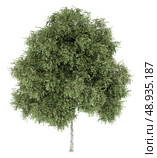 silver birch tree isolated on white background. Стоковое фото, агентство Ingram Publishing / Фотобанк Лори
