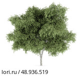 silver birch tree isolated on white background. Стоковое фото, агентство Ingram Publishing / Фотобанк Лори