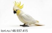 sulphur crested cockatoo isolated on white background. Стоковое AI-изображение, AI-художник Sergey Grishin / Фотобанк Лори