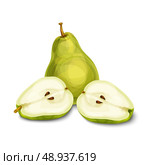 Green natural organic sweet pear fruit sliced in half with seeds isolated hand drawn sketch vector illustration. Стоковая иллюстрация, агентство Ingram Publishing / Фотобанк Лори