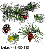 Pine fir cedar spruce forest branches with cones isolated design elements vector illustration. Стоковая иллюстрация, агентство Ingram Publishing / Фотобанк Лори