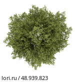 top view of poplar tree isolated on white background. Стоковое фото, агентство Ingram Publishing / Фотобанк Лори