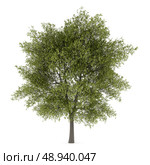 poplar tree isolated on white background. Стоковое фото, агентство Ingram Publishing / Фотобанк Лори