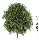 english oak tree isolated on white background. Стоковое фото, агентство Ingram Publishing / Фотобанк Лори