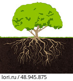 Decorative deciduous established forest tree green crown and roots ecology concept poster print abstract sketch vector illustration. Стоковая иллюстрация, агентство Ingram Publishing / Фотобанк Лори
