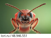 A hyper-realistic macro shot of a ladybug's vibrant red shell reveals intricate details, from segmented antennae to fine textures. Its vivid contrast against a blurred green background is striking. Стоковое AI-изображение, AI-художник Nart / Фотобанк Лори