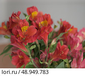 Цветы. Стоковое фото, фотограф Кутовой Юрий Викторович / Фотобанк Лори