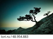 Tree and sea at sunset. Crimea landscape. Nature background. Стоковое фото, агентство Ingram Publishing / Фотобанк Лори
