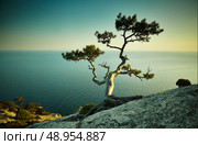 Tree and sea at sunset. Crimea landscape. Nature background. Стоковое фото, агентство Ingram Publishing / Фотобанк Лори