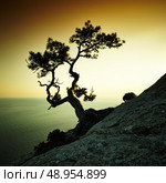Tree and sea at sunset. Crimea landscape. Nature background. Стоковое фото, агентство Ingram Publishing / Фотобанк Лори