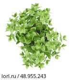 top view of balm plant in pot isolated on white background. Стоковое фото, агентство Ingram Publishing / Фотобанк Лори