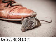Closeup on a foot kicking a dead mouse indoors on a carpet. Стоковое фото, агентство Ingram Publishing / Фотобанк Лори