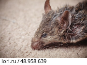 Closeup on a dead mouse’s head. Стоковое фото, агентство Ingram Publishing / Фотобанк Лори